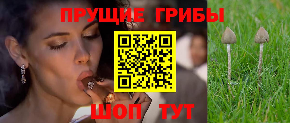 Псилоцибиновые грибы Psilocybine cubensis Будённовск